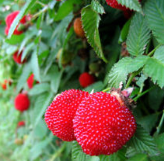 Rubus fraise framboise malade. 'Astérix' en pot de 3 litres