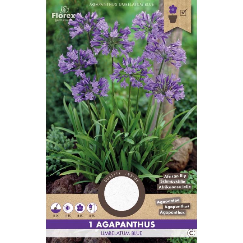 Agapanthus Umbelatum Blauw 1st.