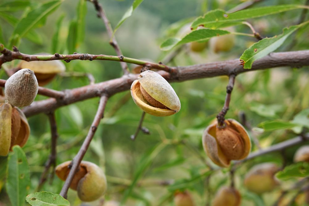 Amandelboompje Dulcis