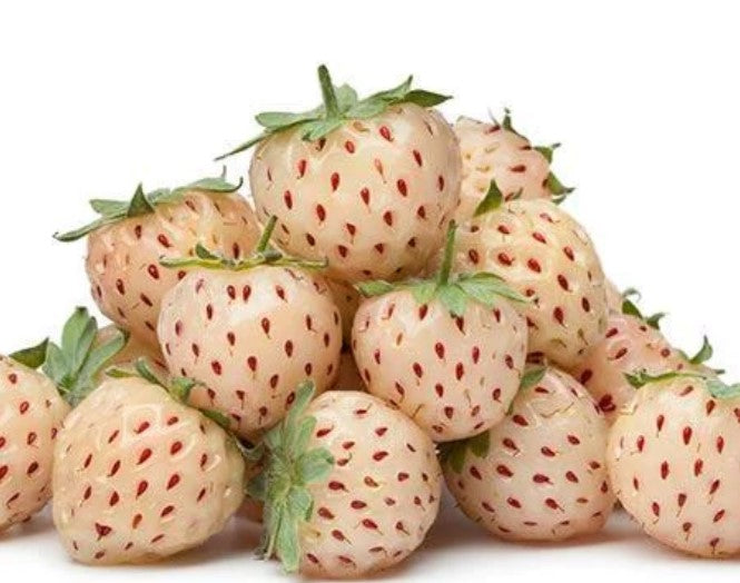 Ananas-aardbei plant Snow White (pineberry) enkeldragend - 6 stuks