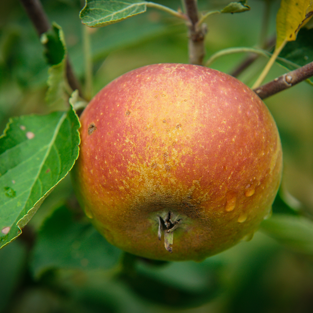 Pommier 'Cox's Orange Pippin' BIO