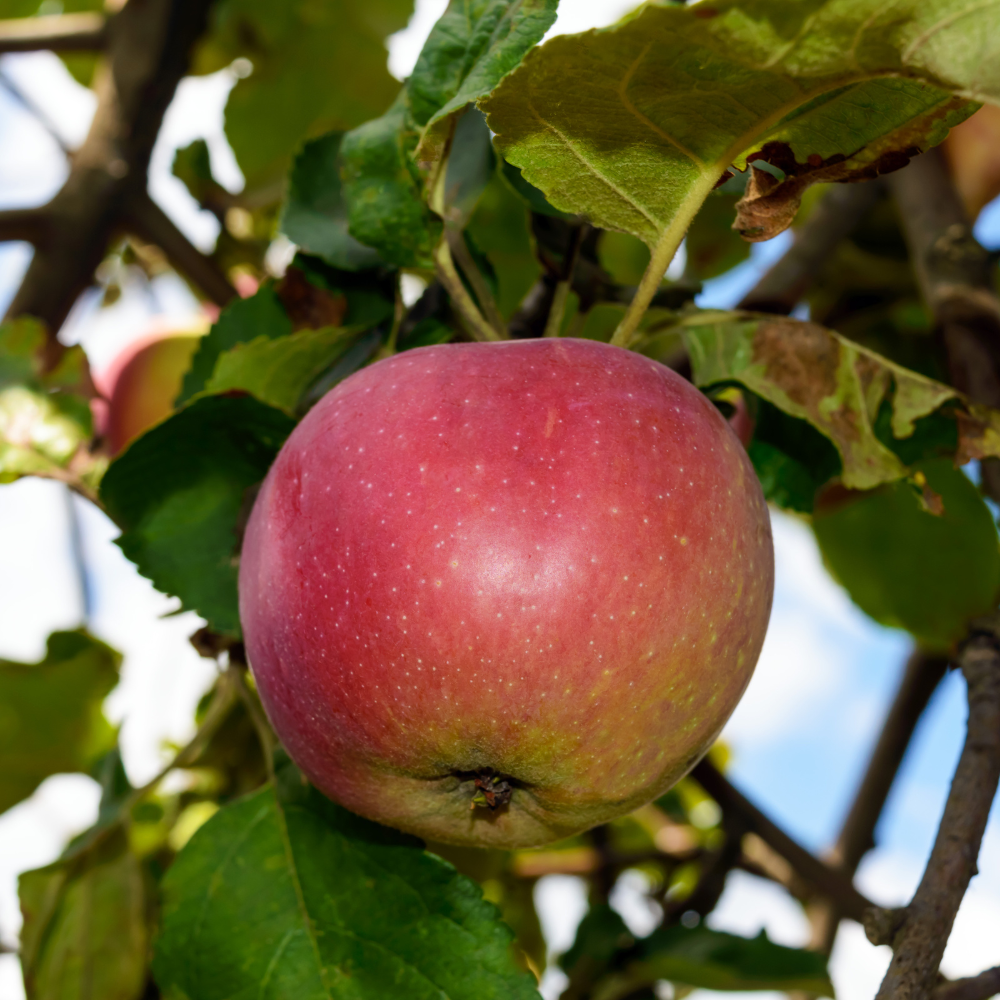 Pommier 'Elstar' BIO