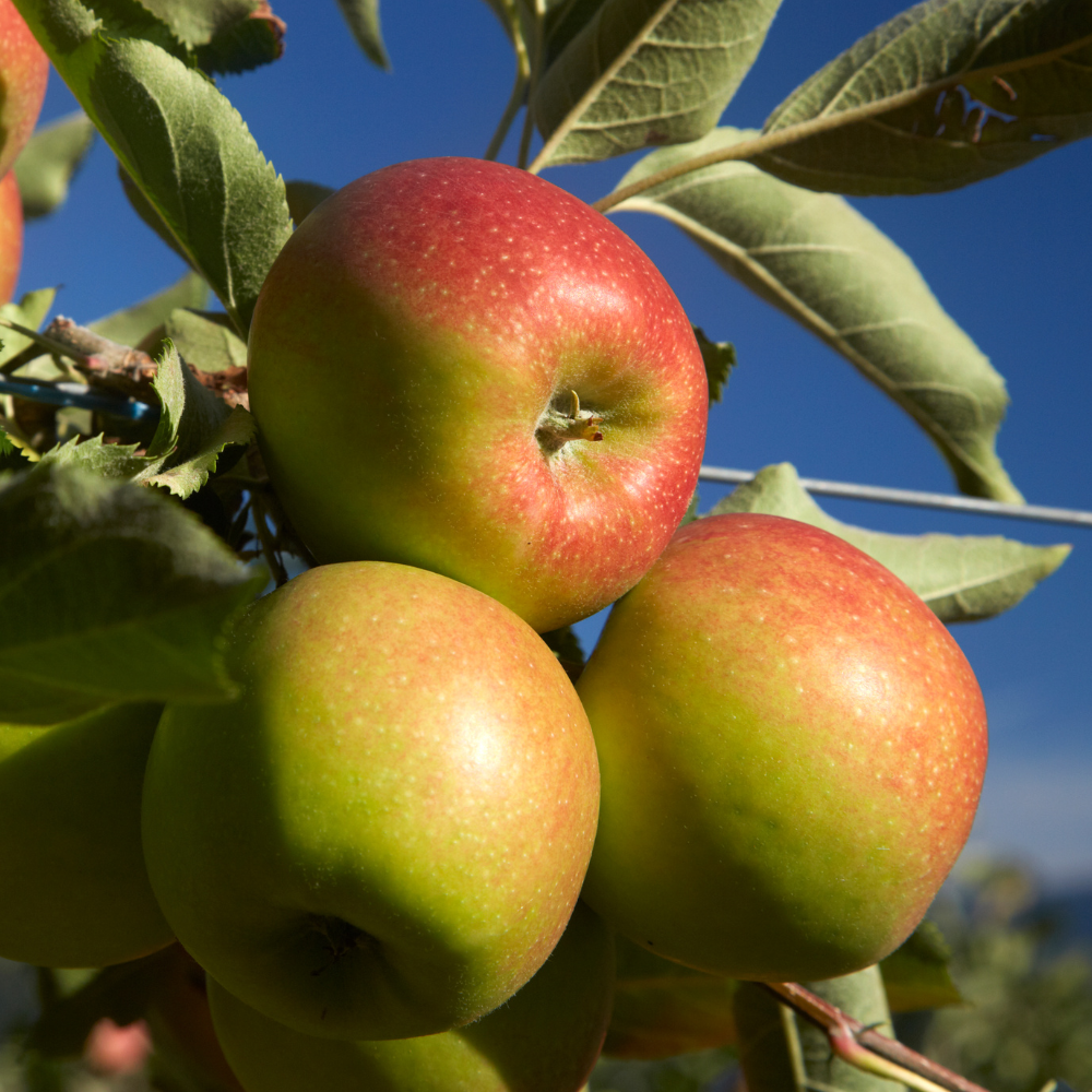 Pommier 'Jonagold' BIO
