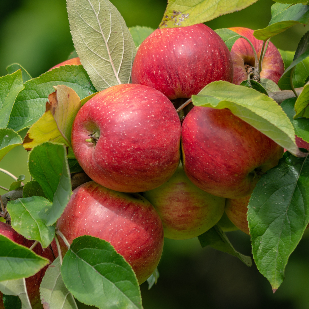 Laagstam appelboom 'Rode Boskoop' BIO