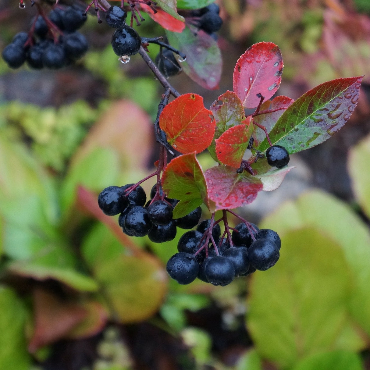 BIO Aronia prunifolia 'Viking' - pot de 2 litres