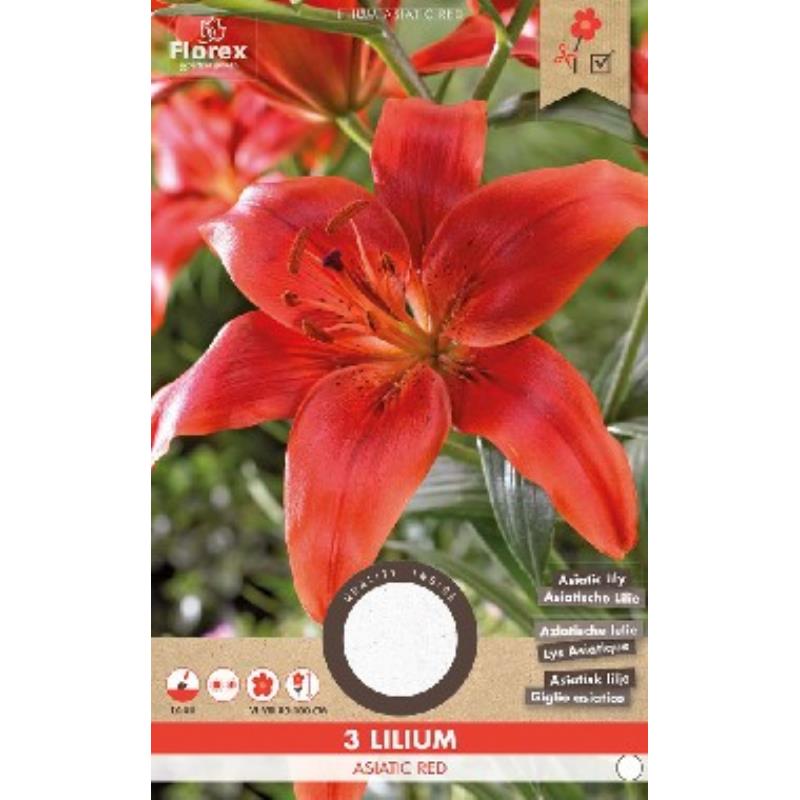 Lily Asiatique Rouge 3 pcs.