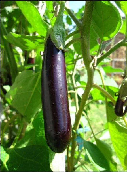 Aubergine Long Violette 1 Pflanze