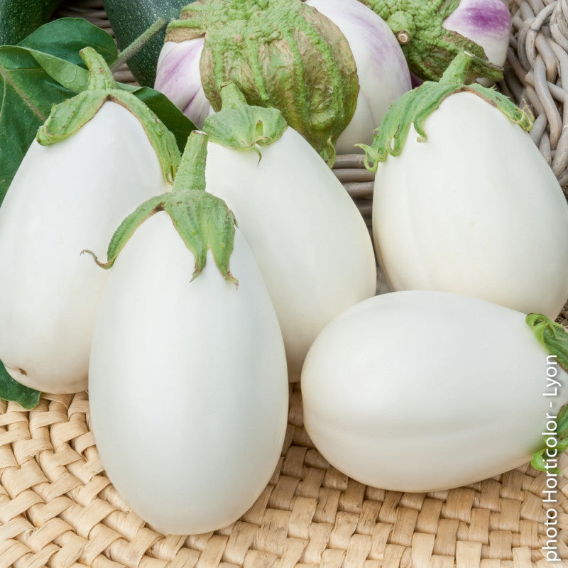 Witte Aubergine 'Clara F1' 1 plant