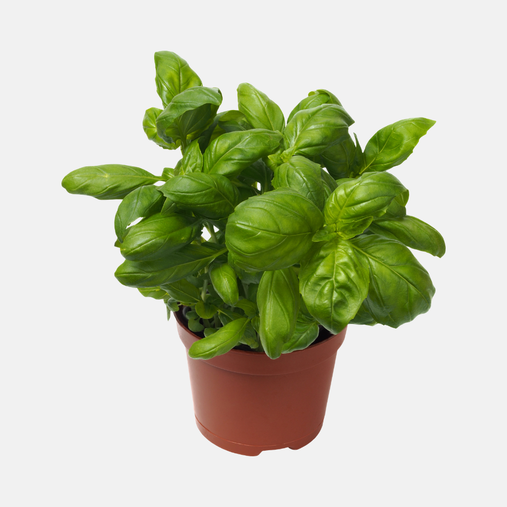 Basilic (ocimum basilicum) - 'Magic White' BIO