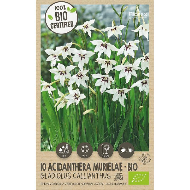 Bio Acidanthera-Gladiolus Callianthus 10 pcs.