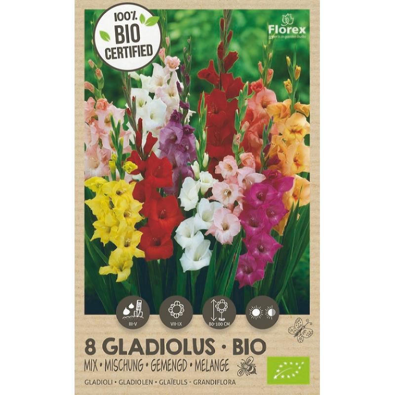 Bio Gladiolus Grandiflora mélange 8 pcs.