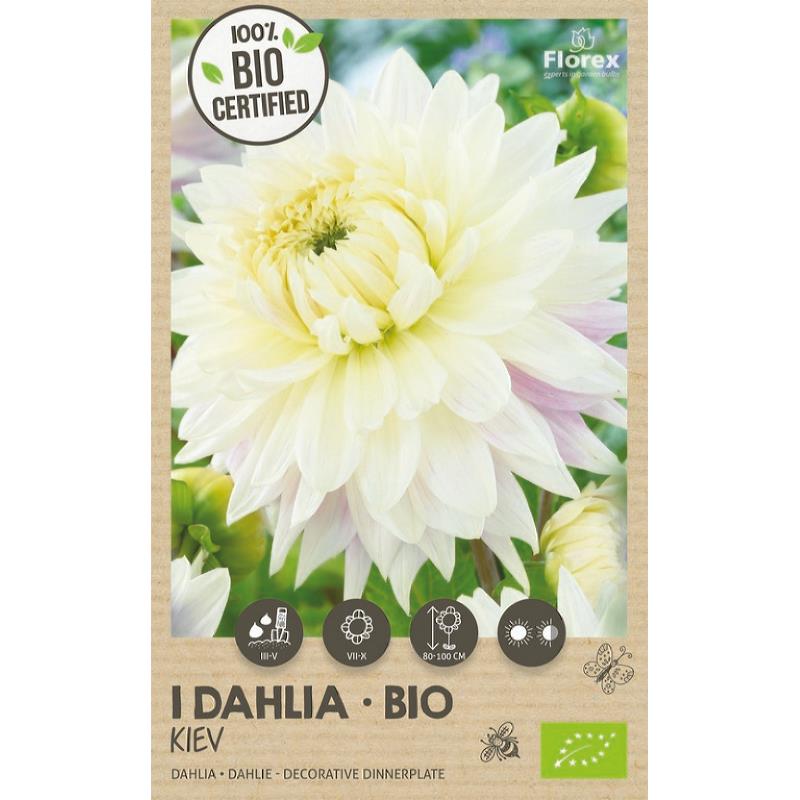 Dahlia Kiev Bio XXL1er.