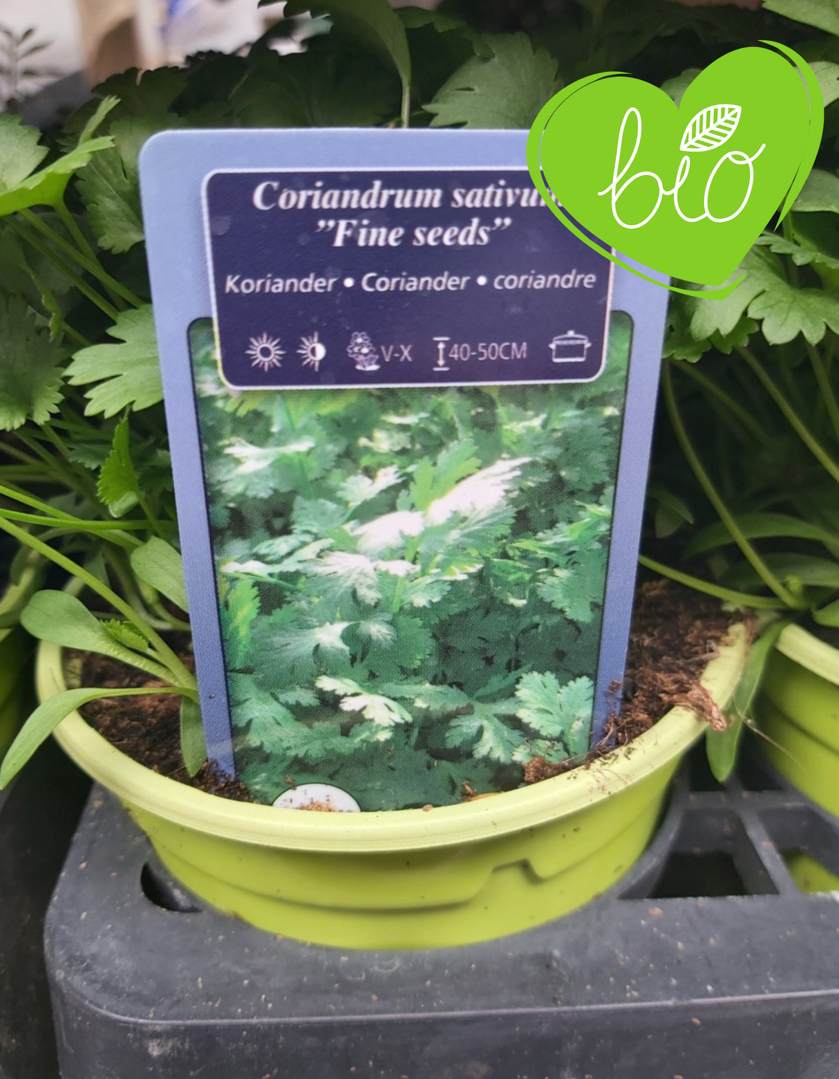 Coriandre Bio en pot 13 cm 