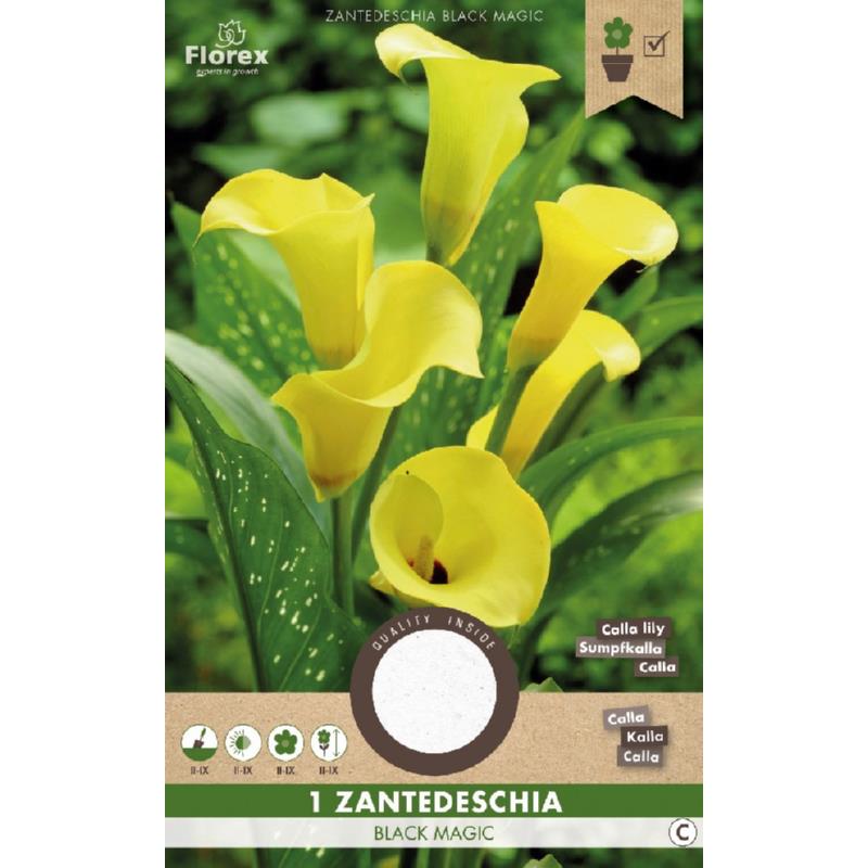 Calla Zantedeschia Magie Noire Jaune 1er.