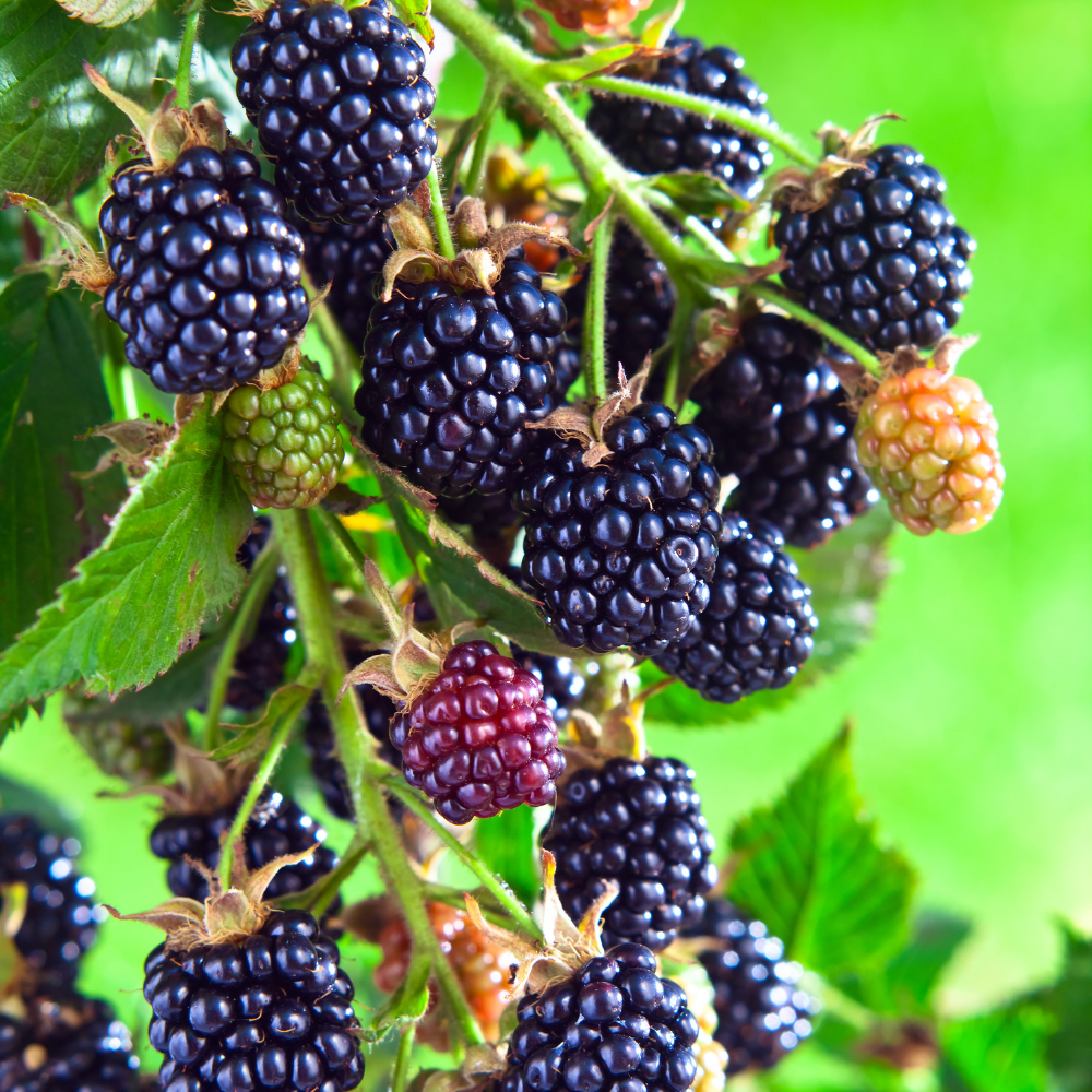Mûrier sans épines 'Black Satin' BIO