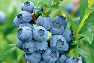 BIO Myrtille / myrtille - Vaccinium corymbosum 'Brigitta Blue' en pot de 2 litres 