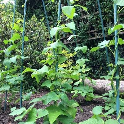 Cadre de support robuste 'Bean Buddy' pour haricots et plantes grimpantes (2,4 mx 1,2 m x 0,75 m)