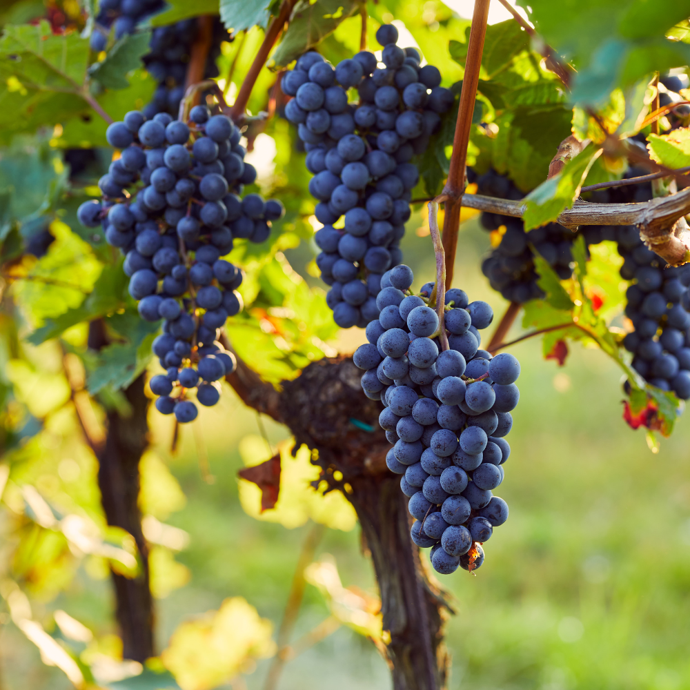 Blauwe druif 'Boskoop Glory' BIO