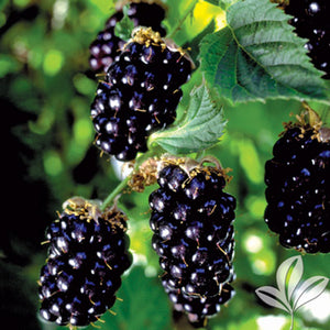 Mûre BIO sans épines Rubus fruticosus 'Black Satin' en pot de 2 litres 