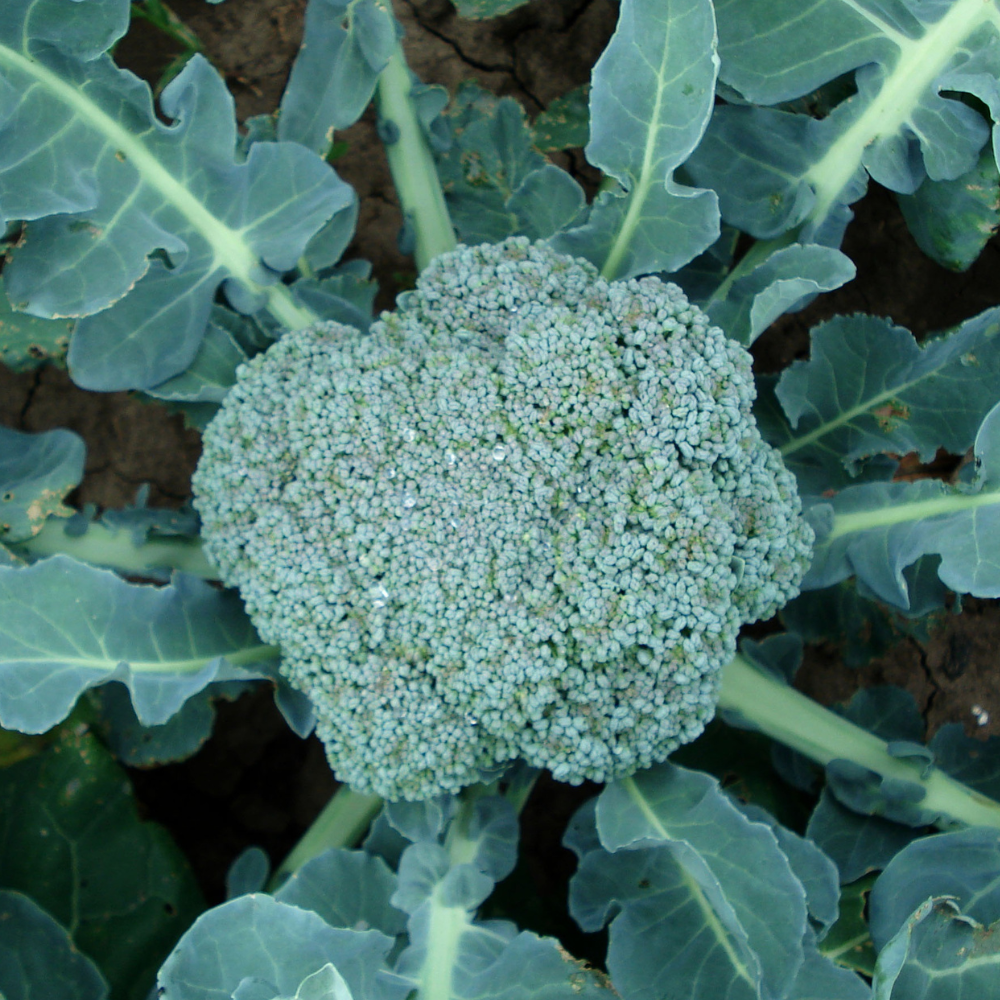 Broccoli plantjes 5 stuks BIO