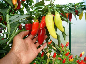 Chilligrow kweekset - 2 keer meer pepers dan in gewone potten