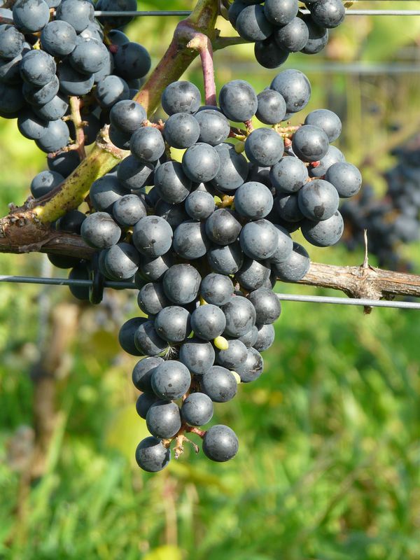 Vigne Syrah sur porte-greffe SO4