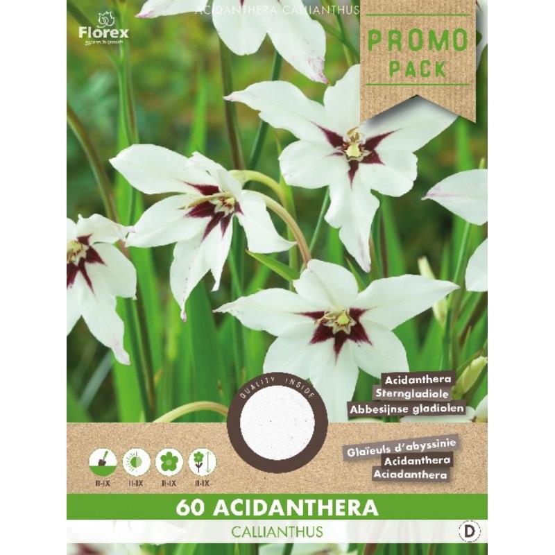 Acidanthera callianthus wit 60st.