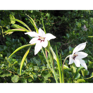 Acidanthera-Gladiolus Callianthus 25 pcs.