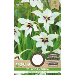 Acidanthera-Gladiolus Callianthus 25st.