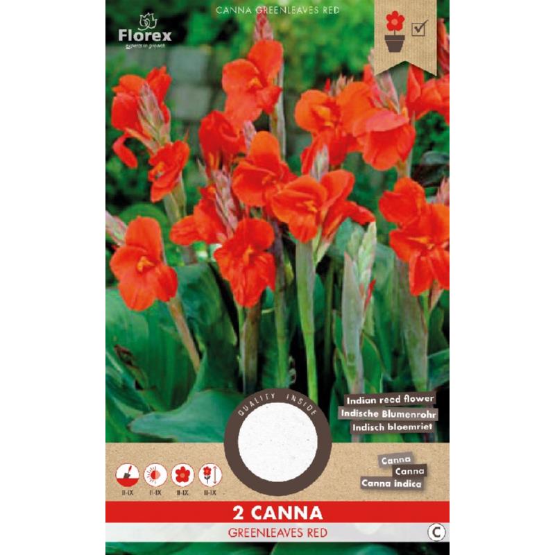 Canna Groenbladig Rood 2st.