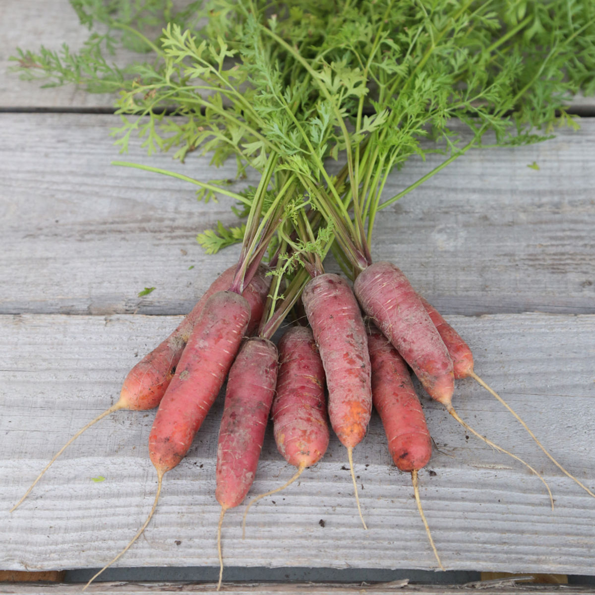 Graines de Carotte longue rouge sang BIO