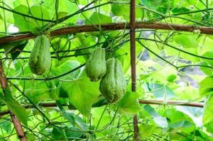 Chayote (Sechium edule) - 1 tubercule 