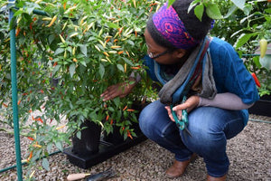 Chilligrow-Zuchtset – 2-mal mehr Paprika als in normalen Töpfen