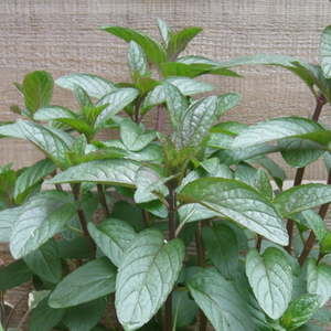 Menthe chocolatée (mentha piperita) - 'Chocolat' BIO