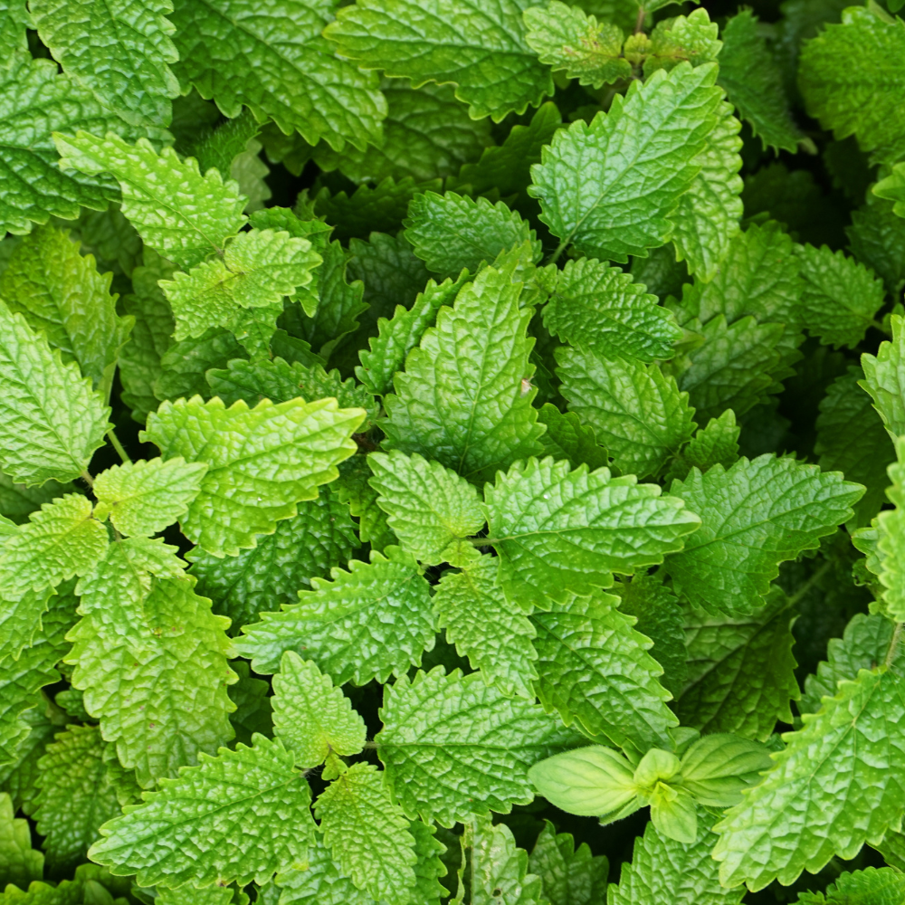 Mélisse (Melissa officinalis) BIO
