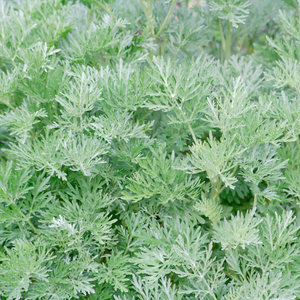 Colakruid (artemisia abrotanum) - 'Maritima' BIO