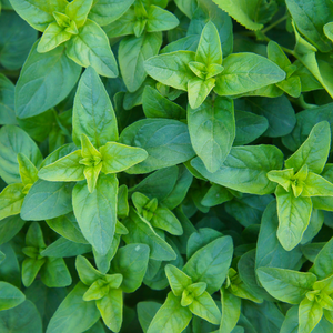 Origan compact (origanum vulgare) - 'Compactum' BIO