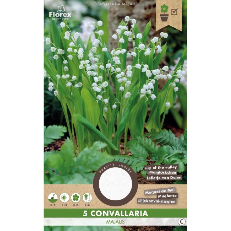 Convallaria majalis Lelie van dalen 5st.