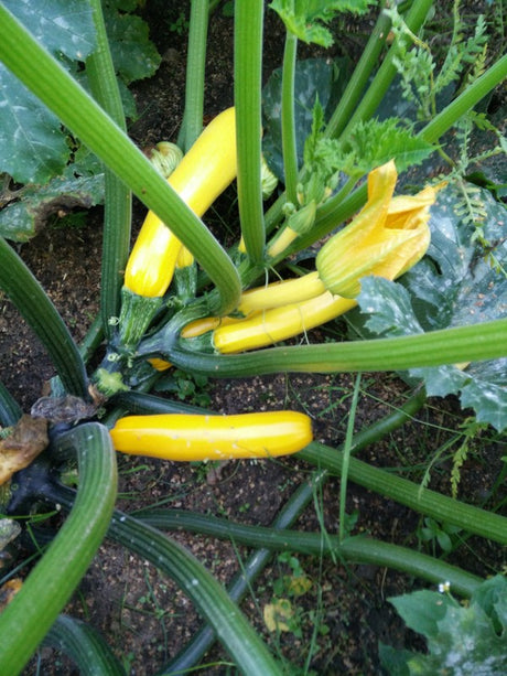 Courgette Jaune Longue en pot 1 plante