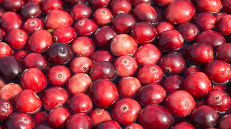 Cranberry-Cranberry 'Pilgrim'