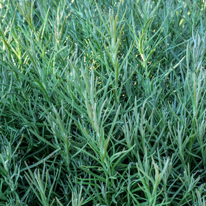 Herbe de curry (helichrysum italicum) BIO