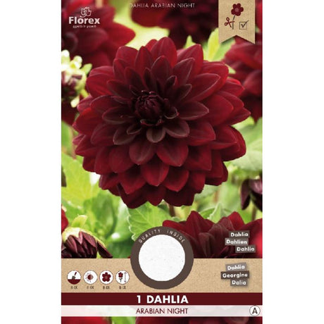 dahlia bloembollen kopen