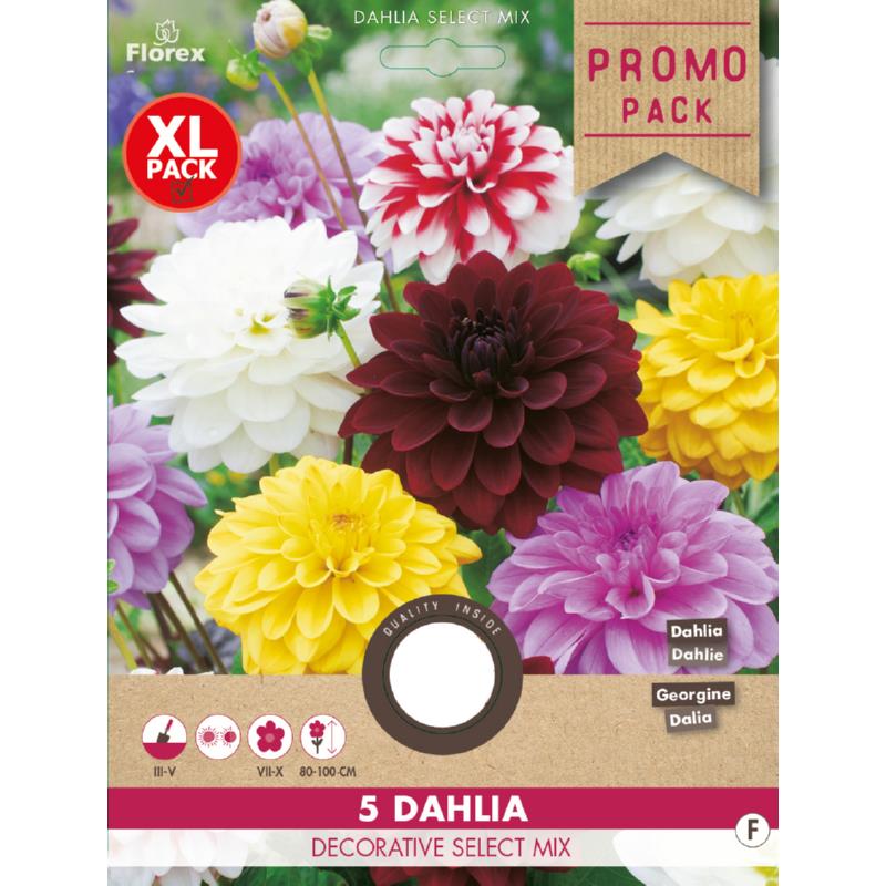 Dahlia décoratif Select mélange 5 pcs.