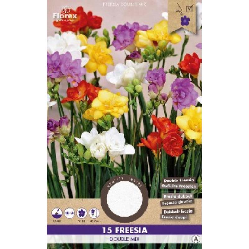 Freesia Double Mélange 5/6 15 pcs.