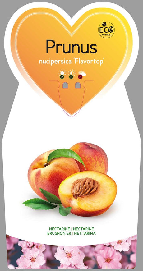 Nectarine Flavortop