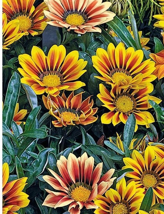 Fleur de Gazania ou Trésor en pot - 1 plante