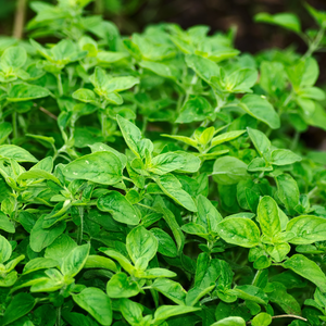 Marjolaine/origan sauvage (origanum vulgare) BIO