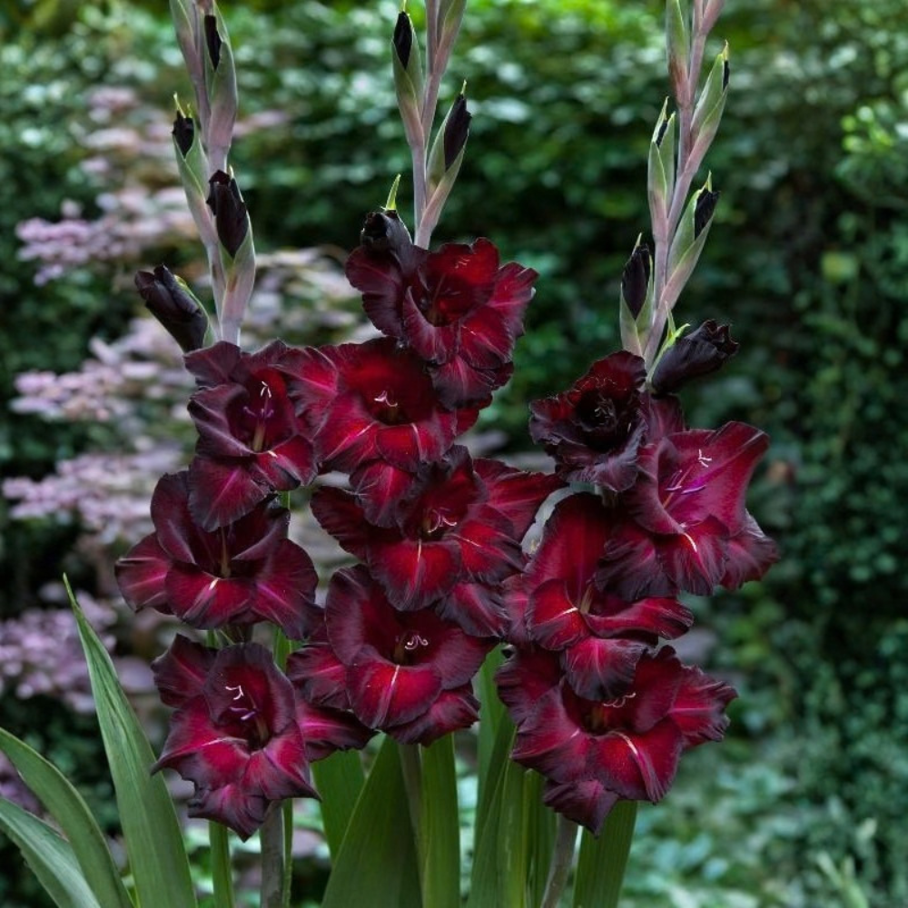 Gladiool "Black Suprise"  - 10 stuks