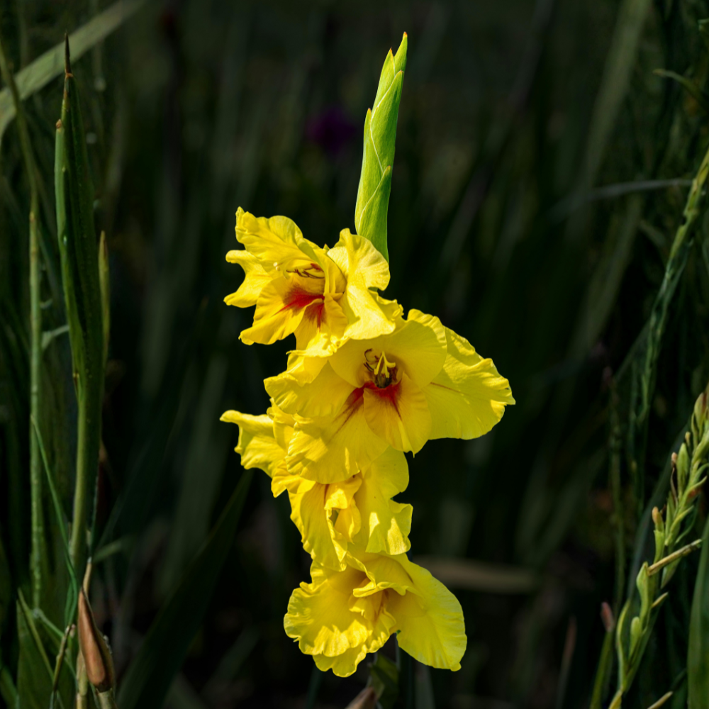 Gladiolus "Flevo Breezer" - 10 pieces