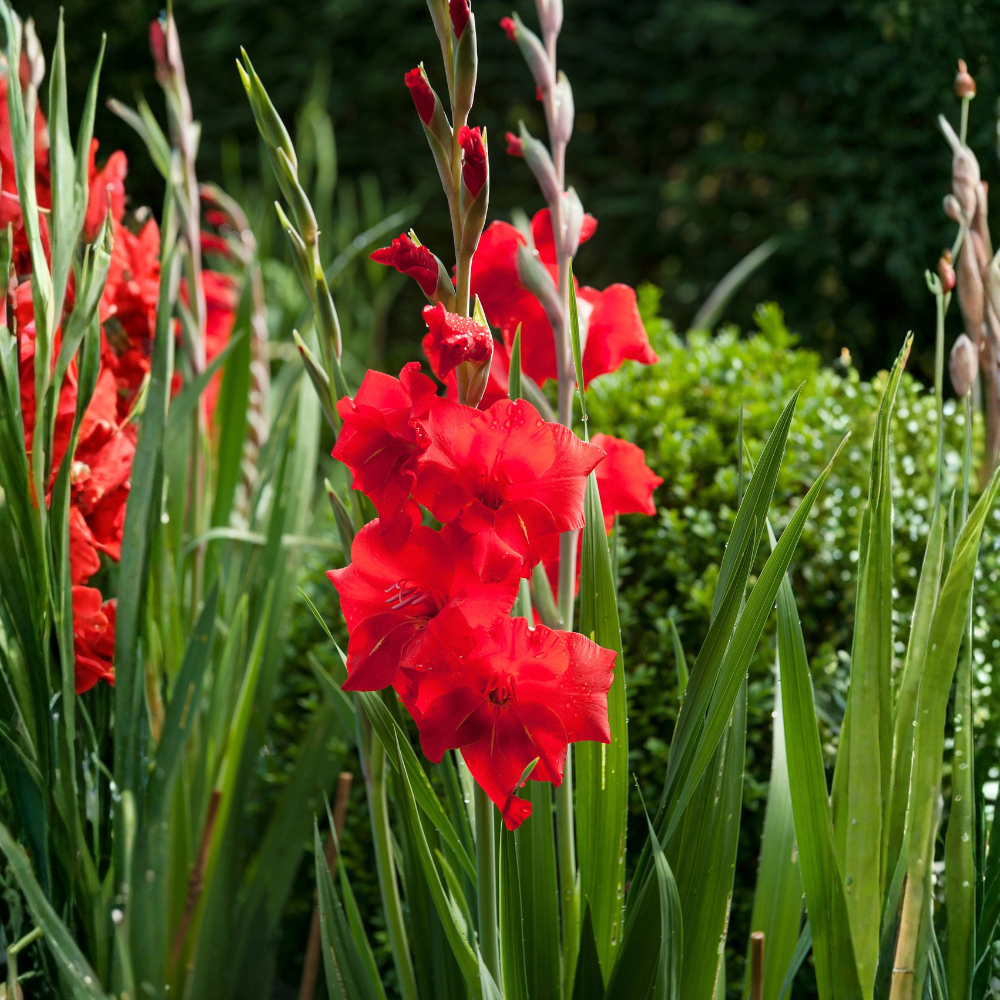 Gladiolus "Traderhorn" - 10 pieces